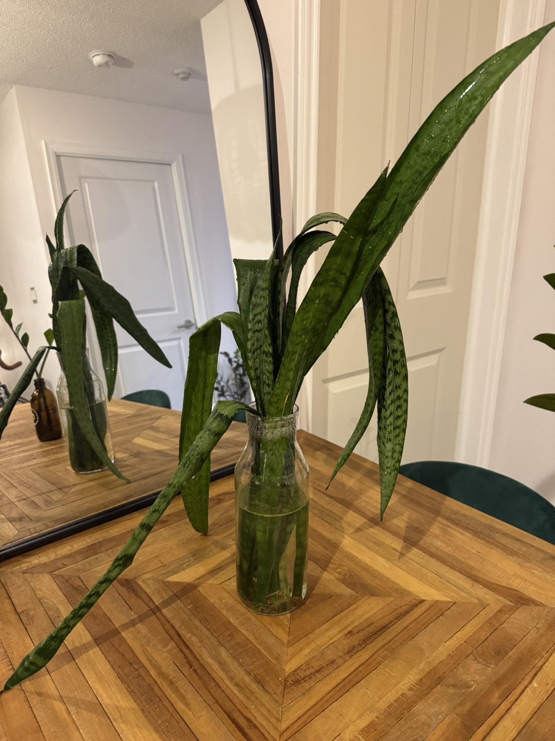Snake Plant