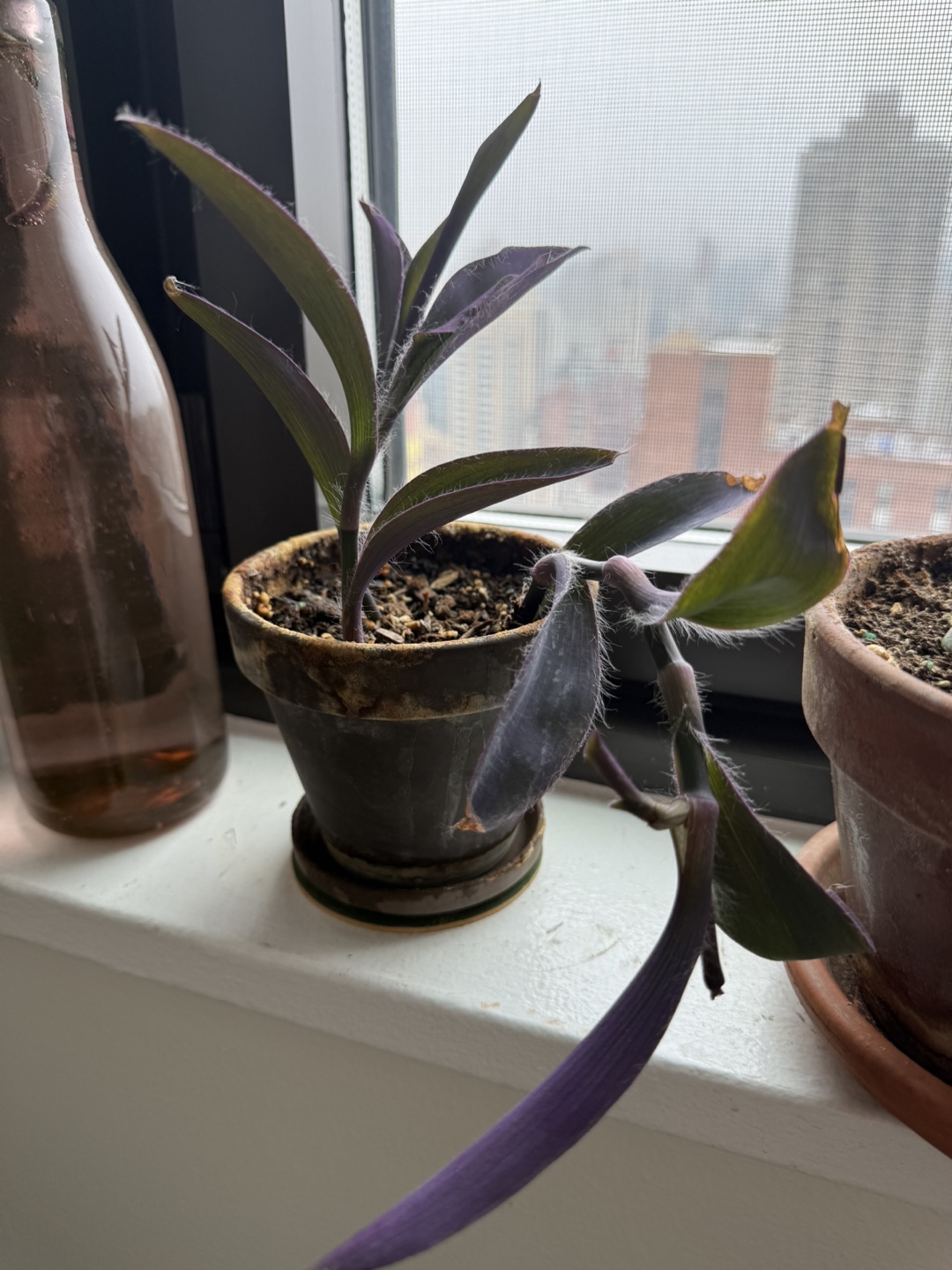 Purple Heart Plant - photo 3
