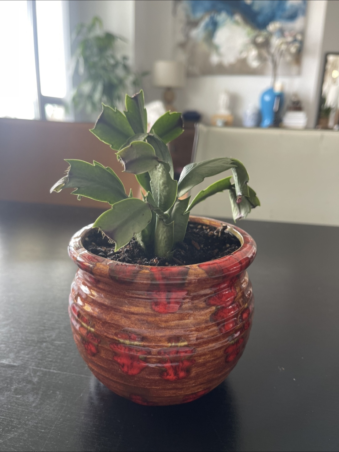 Small Christmas Cactus in Decorative Pot - photo 4