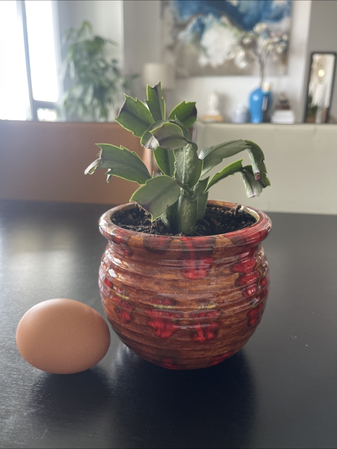 Small Christmas Cactus in Decorative Pot