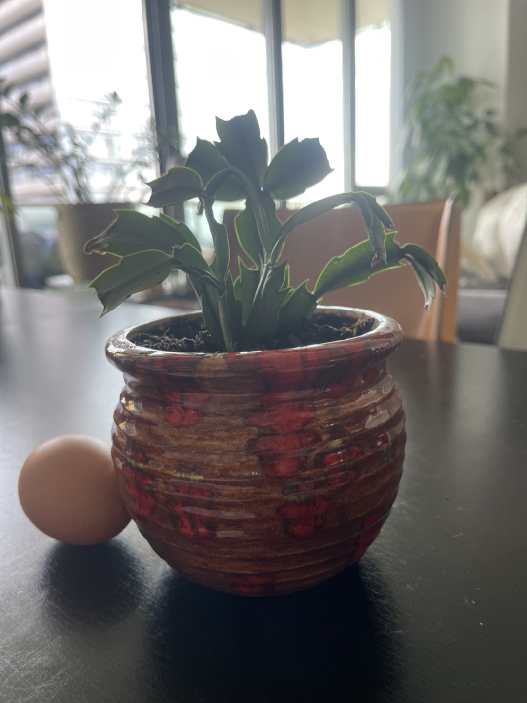 Small Christmas Cactus in Decorative Pot - photo 2