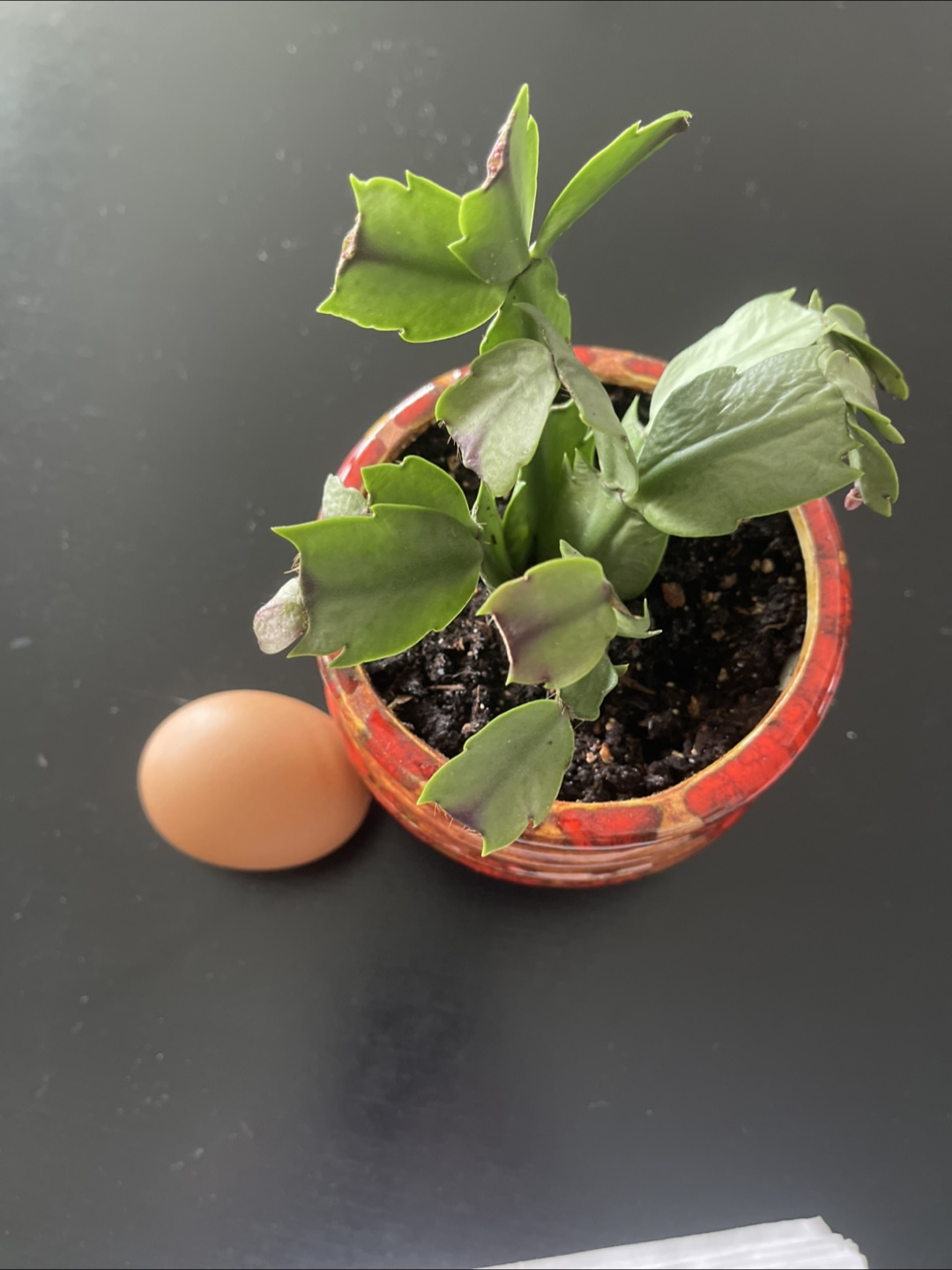 Small Christmas Cactus in Decorative Pot - photo 3