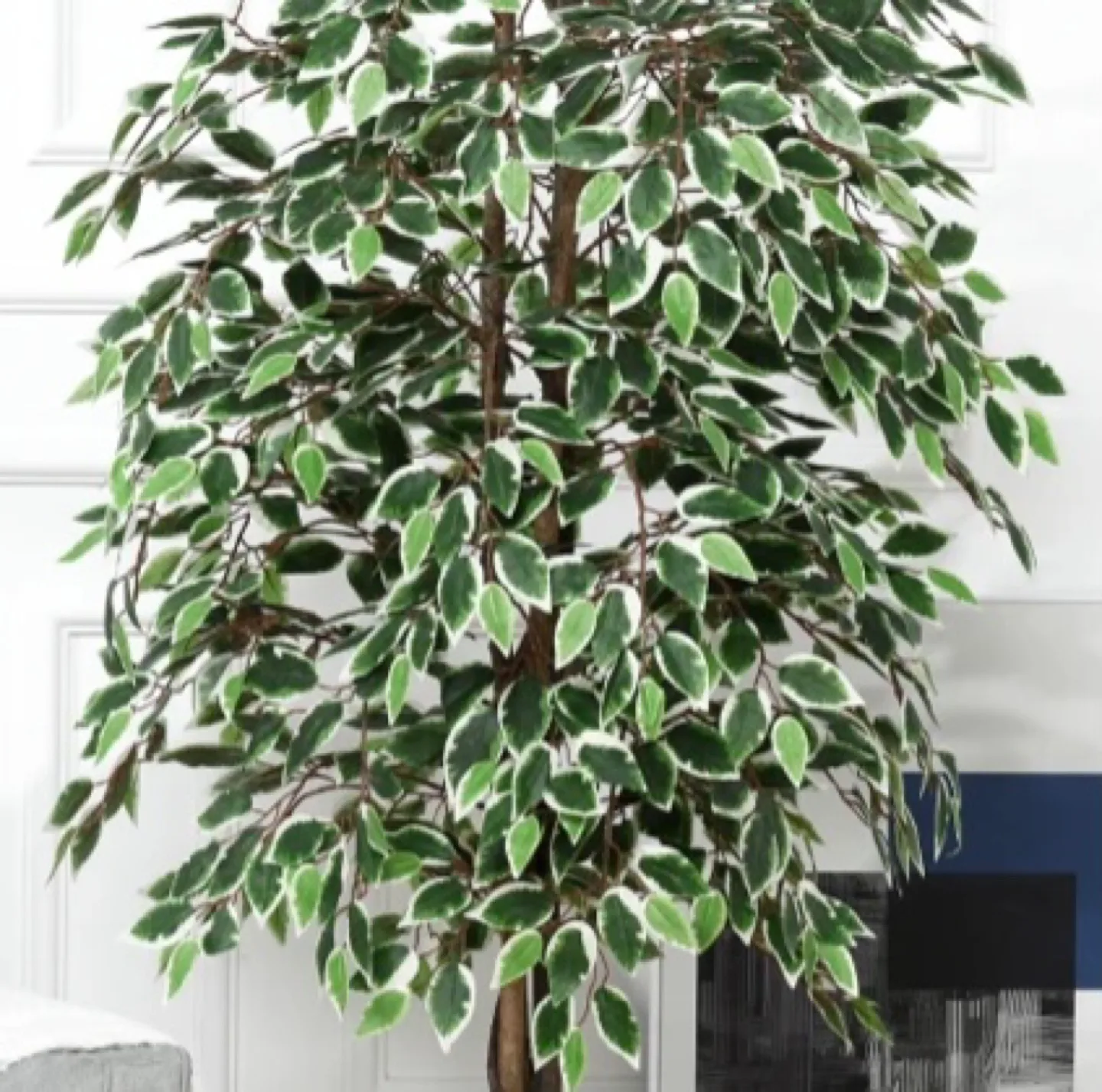 Nearly Natural 8' Ficus Tree 🌲 image indicator(4)