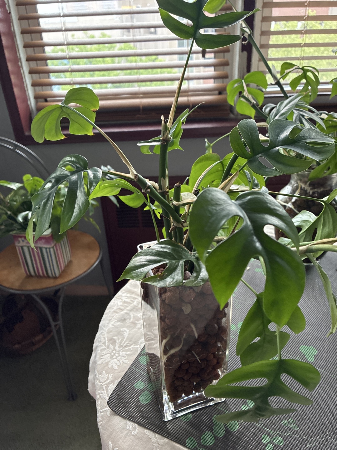 Monstera deliciosa cutting in glass vase