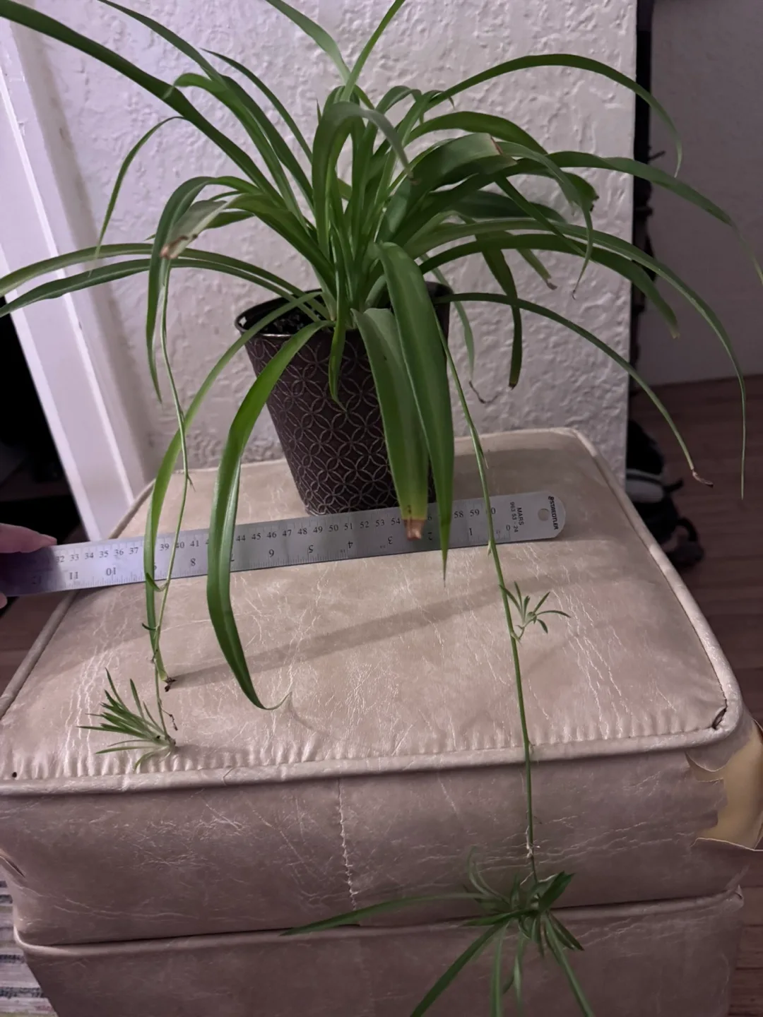 Spider Plant with Propagations thumbnail