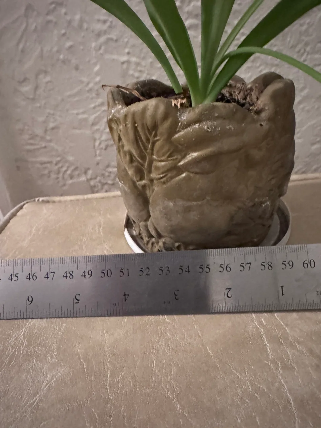 Spider Plant with Propagate in Unique Planter thumbnail