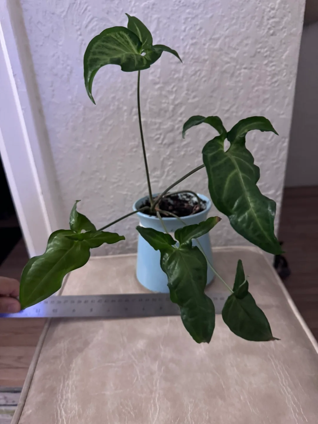 Philodendron Gloriosum Plant ( Sangyom) thumbnail