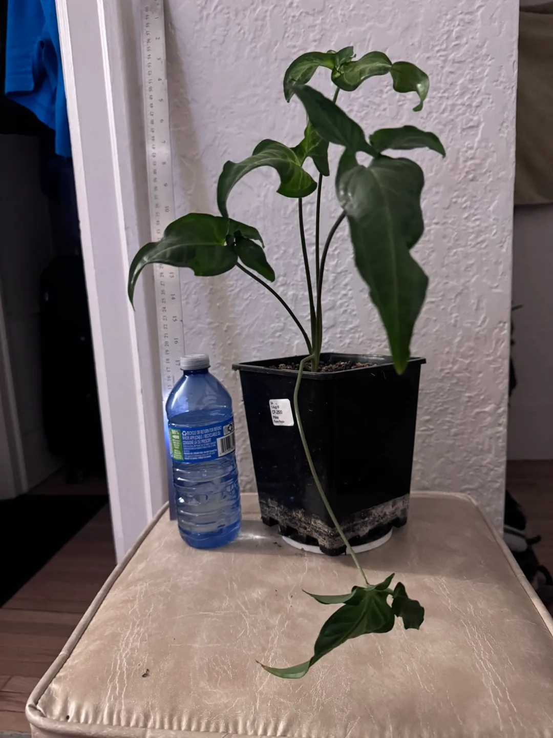 Philodendron Gloriosum Plant ( Sangyom) thumbnail