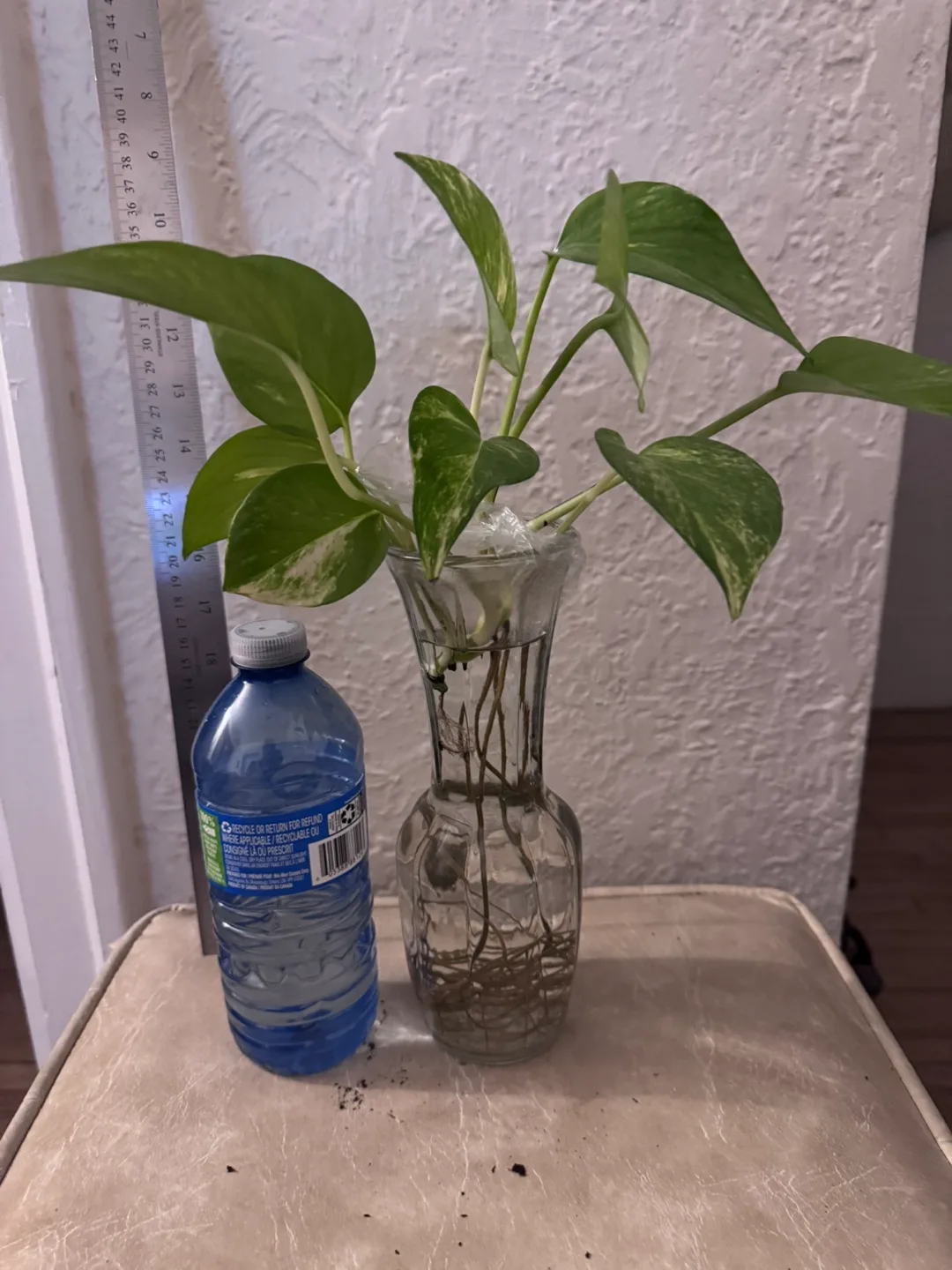 Healthy Golden Pothos Plant in Vase thumbnail