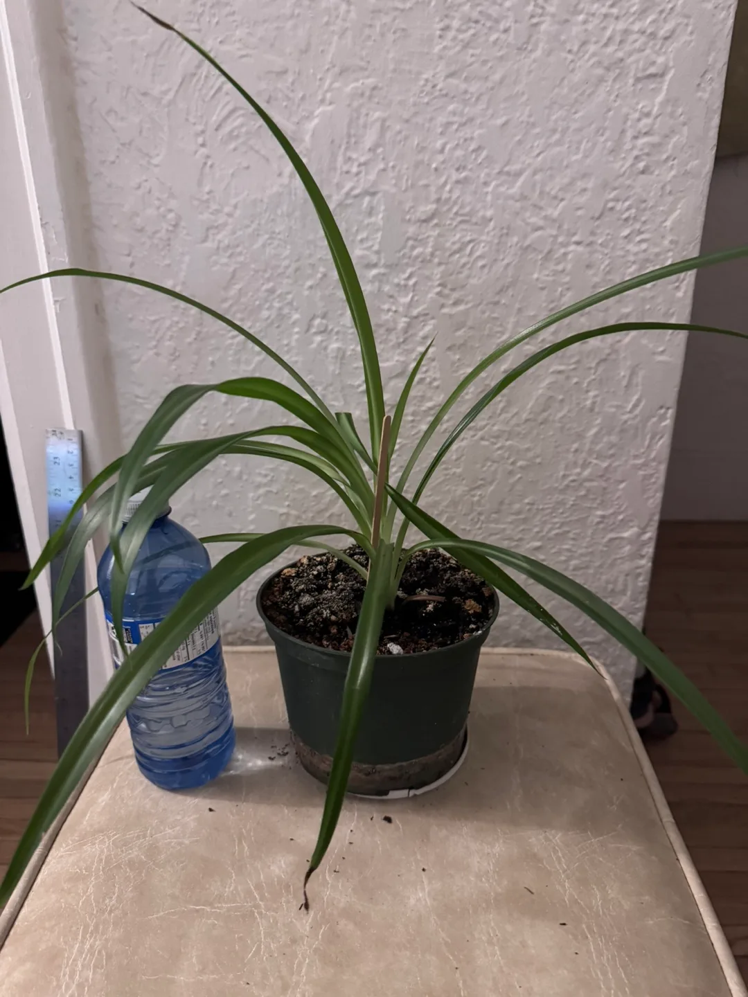 Spider Plant in Pot image indicator(2)