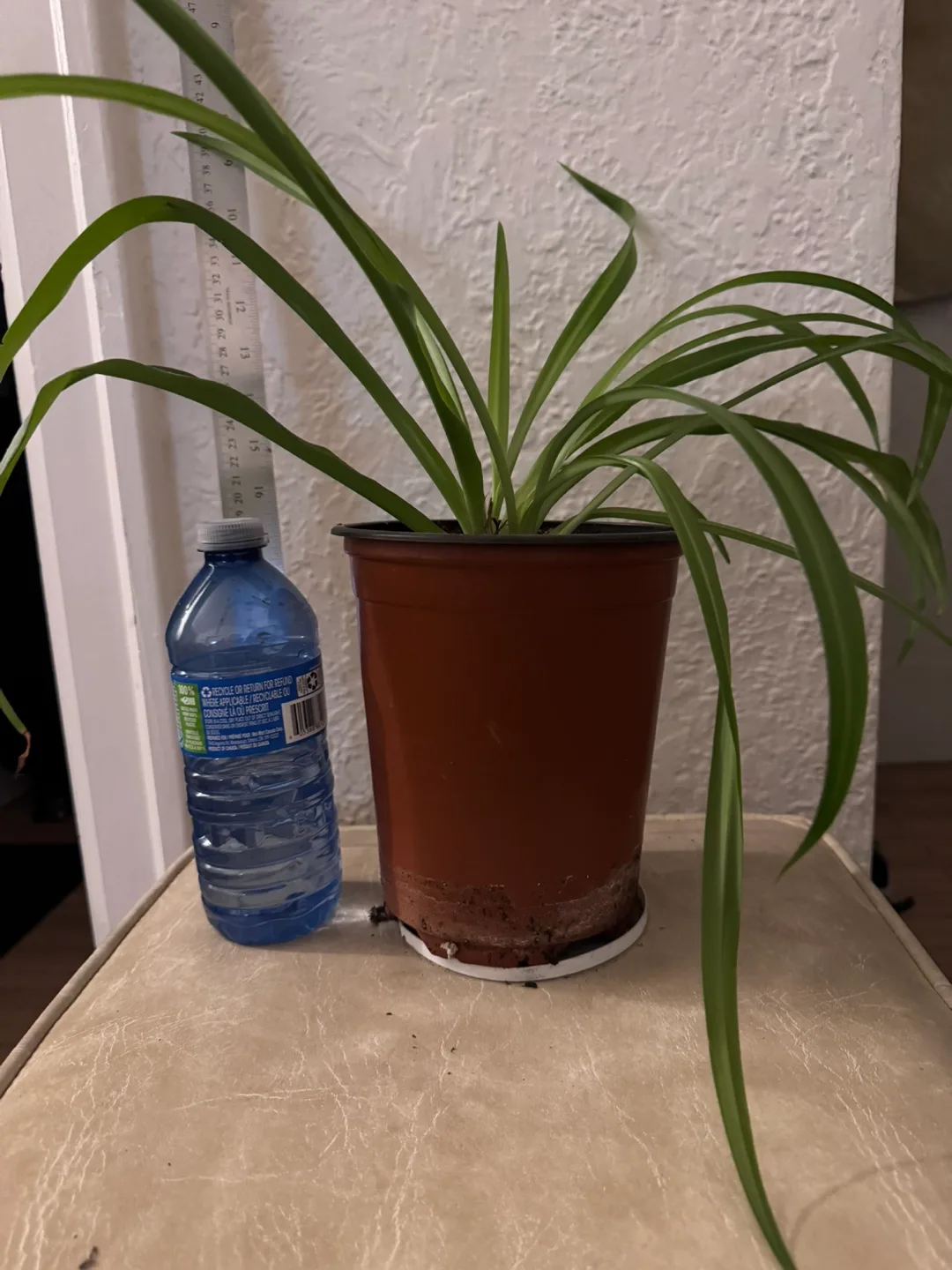 Spider Plant in Brown Pot thumbnail