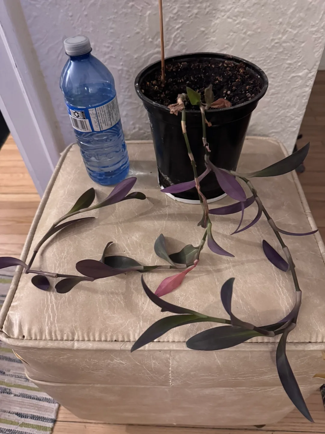 Purple Heart Plant thumbnail