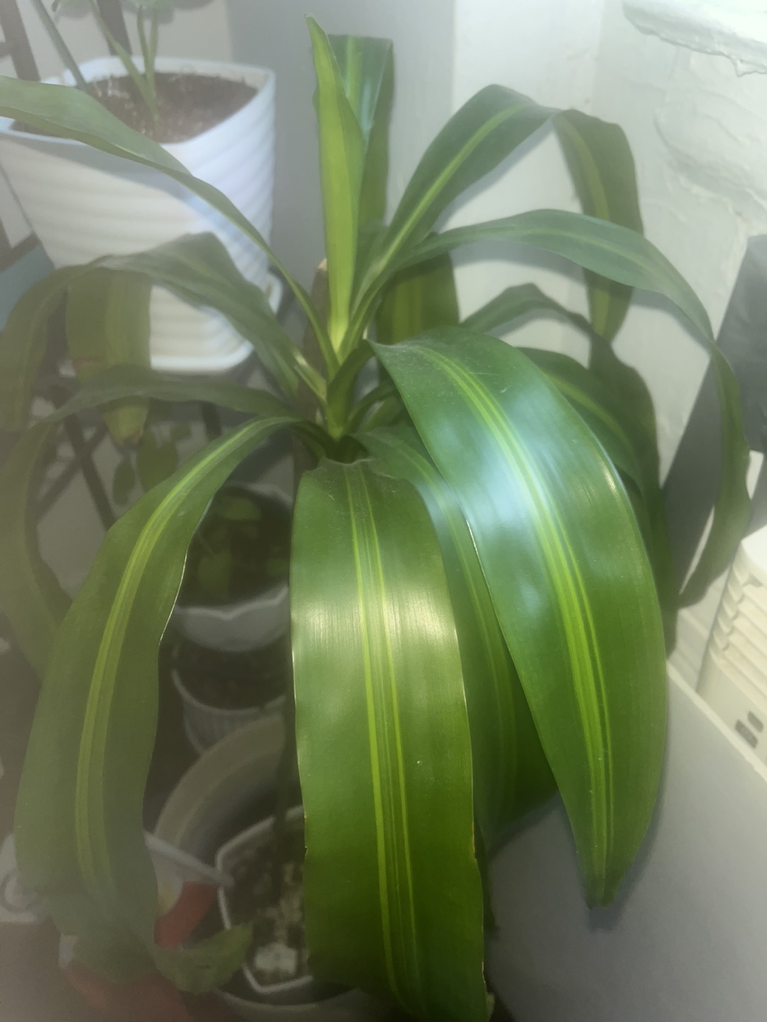 Dracaena Fragrans Plant - photo 2