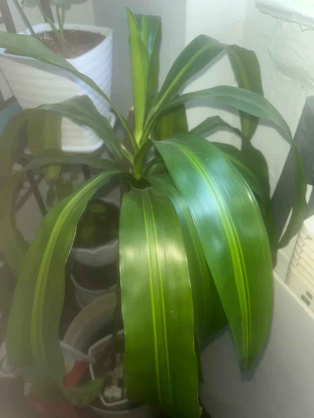 Dracaena Fragrans Plant image indicator(2)