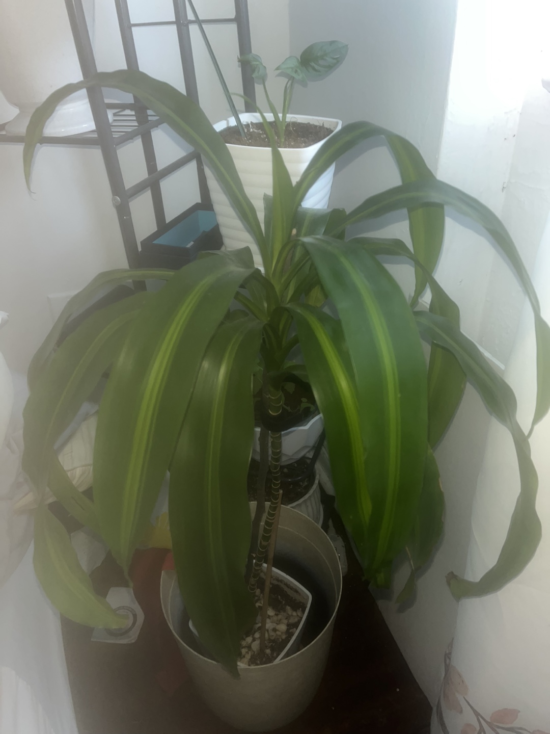 Dracaena Fragrans Plant - photo 4