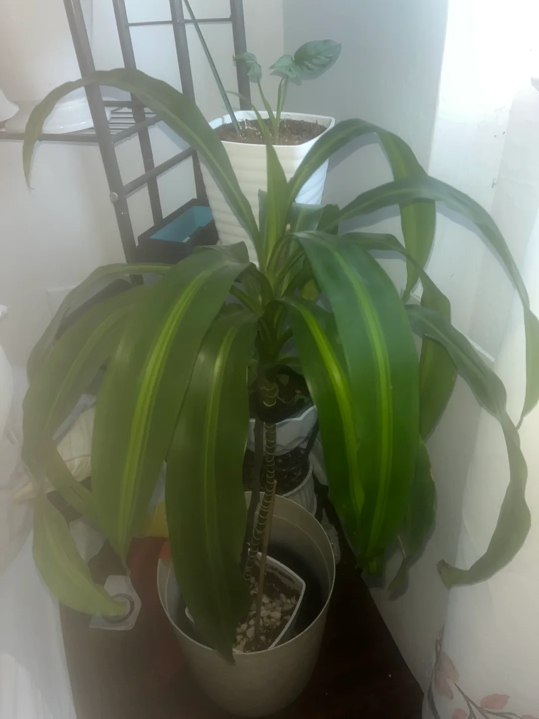 Dracaena Fragrans Plant image indicator(4)