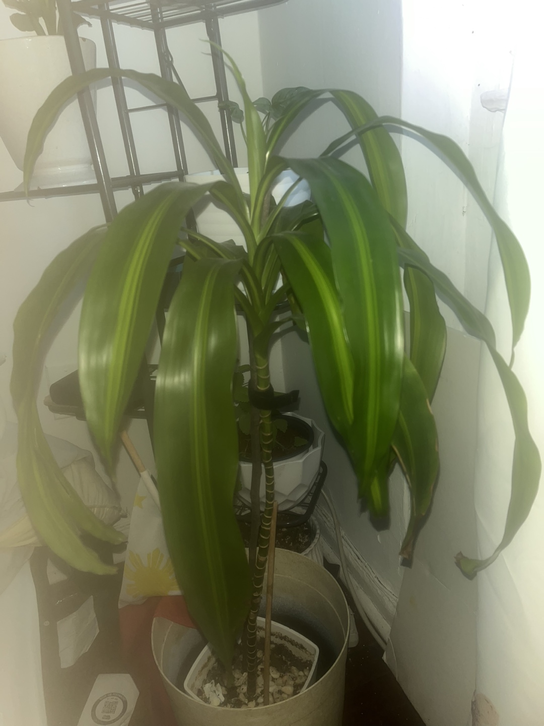 Dracaena Fragrans Plant - photo 3