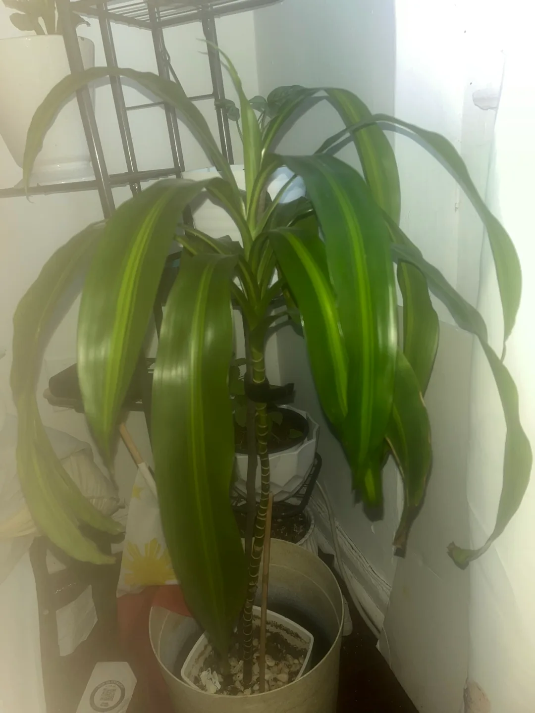Dracaena Fragrans Plant image indicator(3)