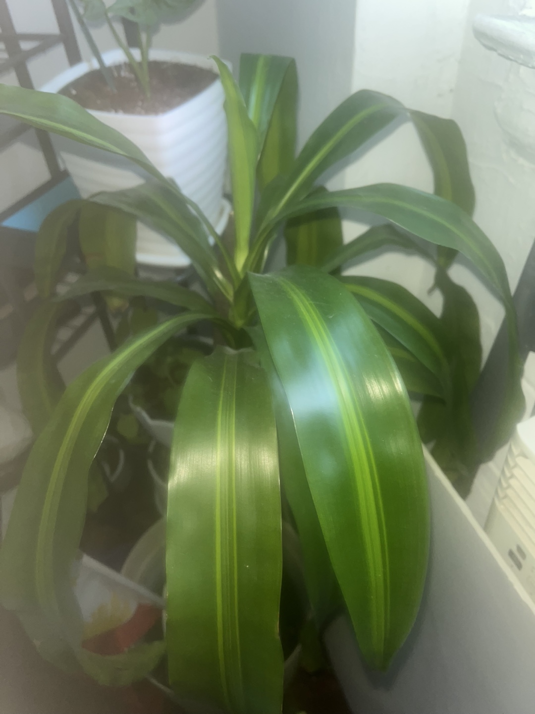 Dracaena Fragrans Plant