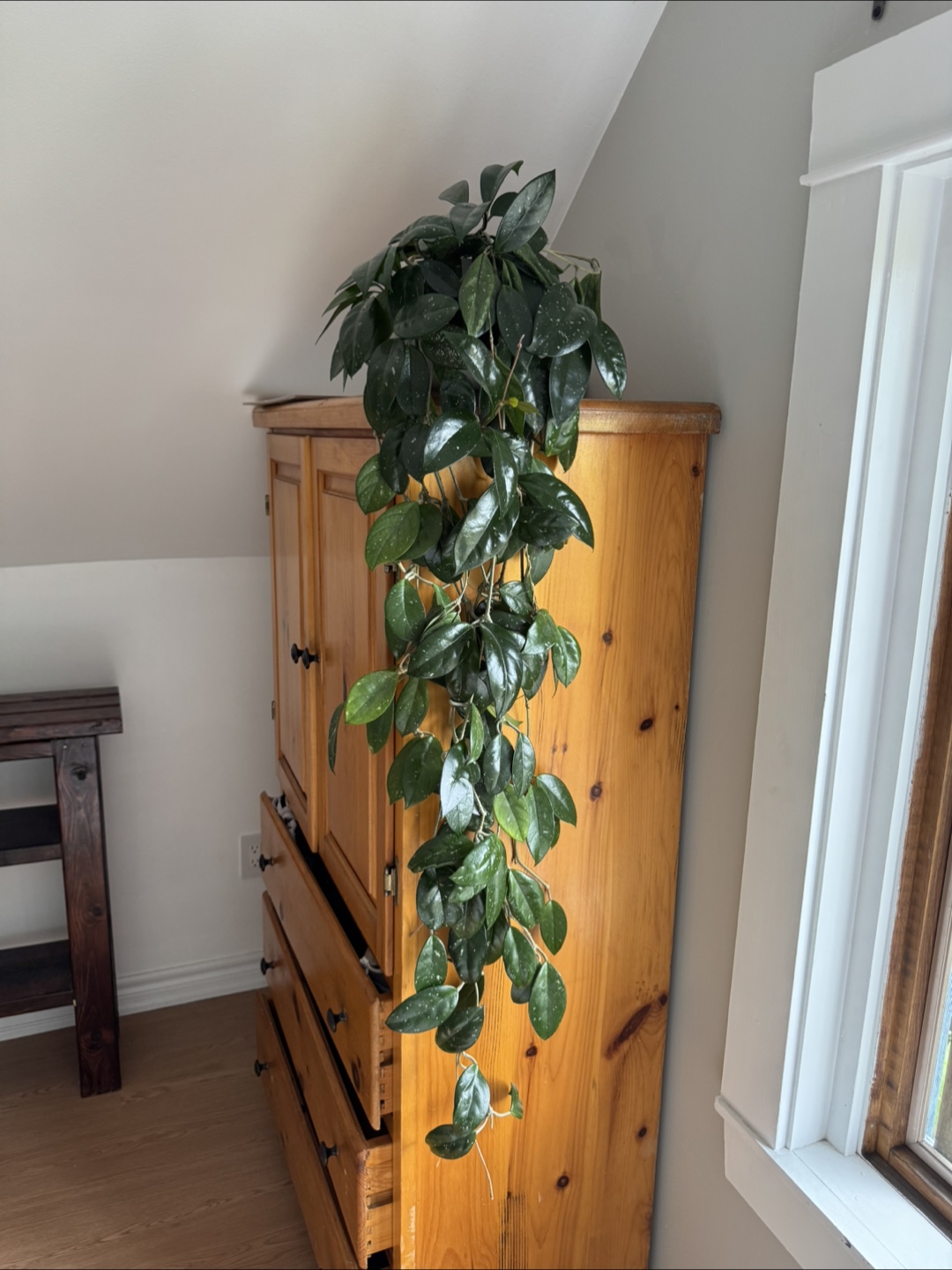 Large Hoya Krimson Princess Hanging Plant