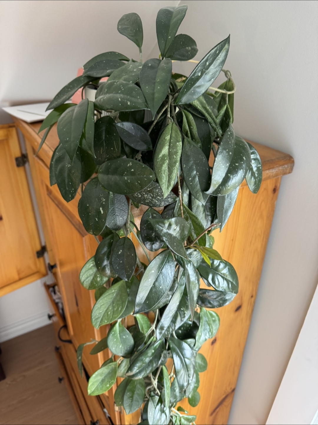 Large Hoya Krimson Princess Hanging Plant - photo 2