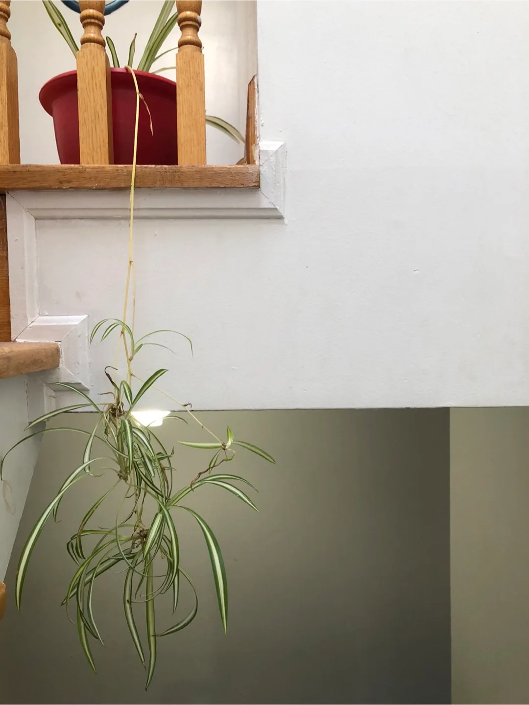 🧡Spider Plant in Red Pot image indicator(2)