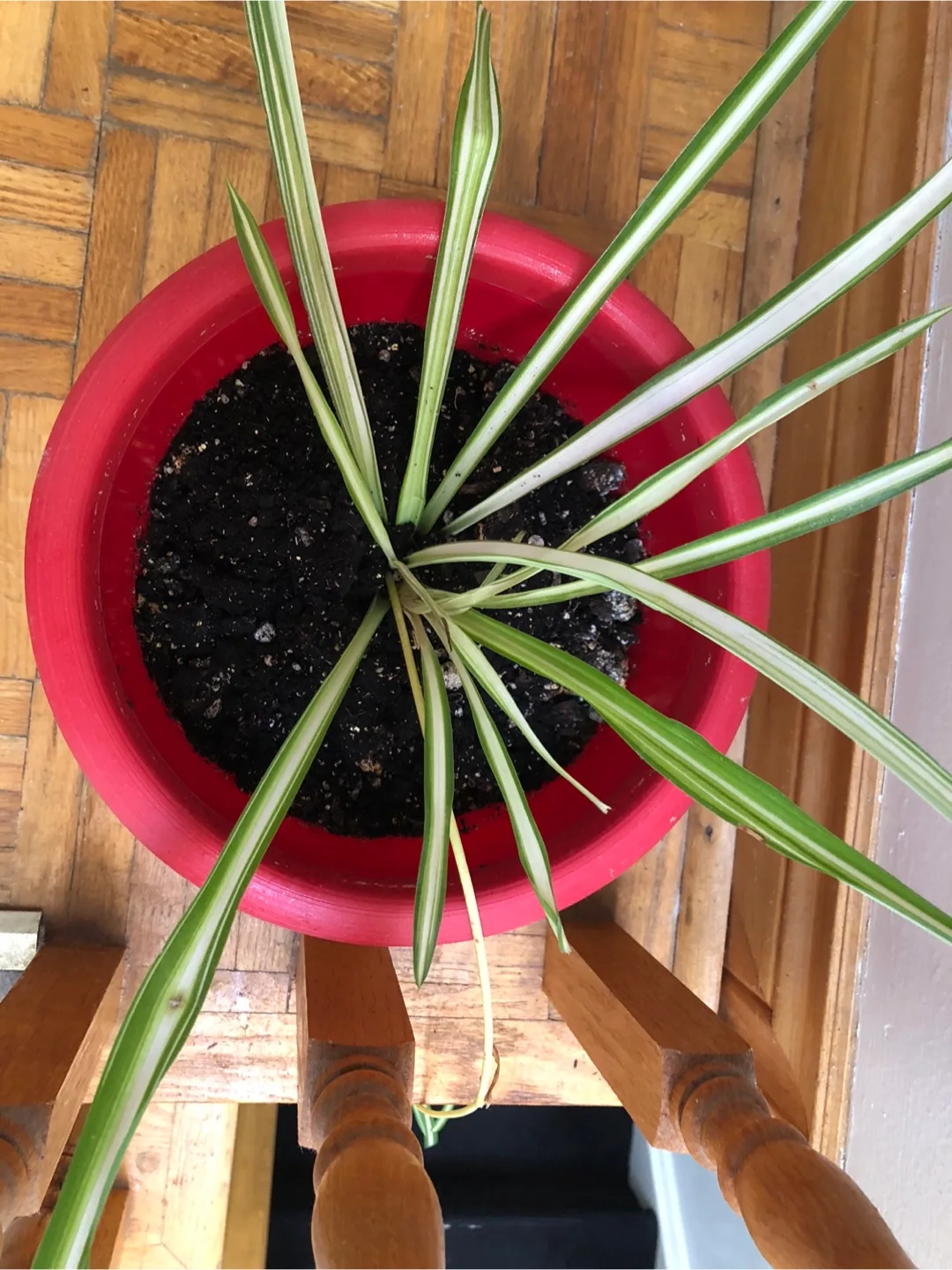 🧡Spider Plant in Red Pot image indicator(3)