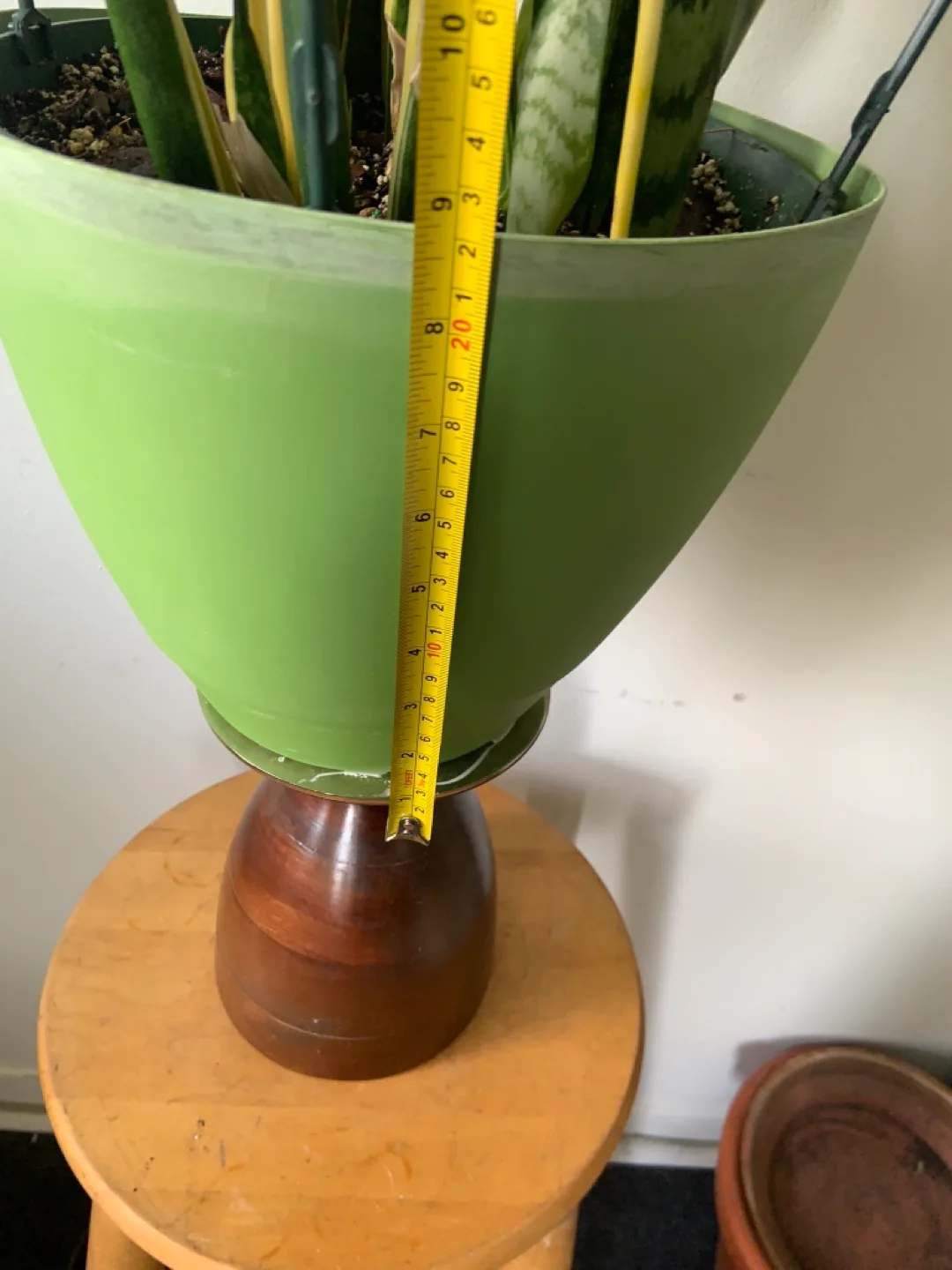 Snake Plant in large Green Pot image indicator(6)