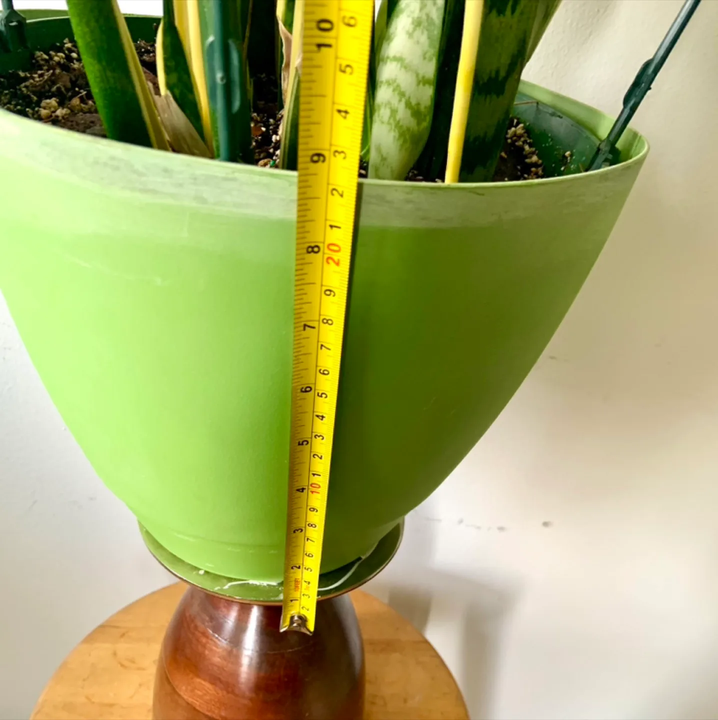 Snake Plant in large Green Pot image indicator(5)