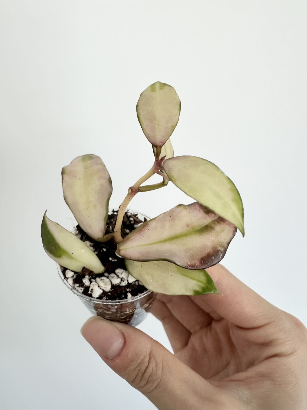 Hoya walliniana variegated
