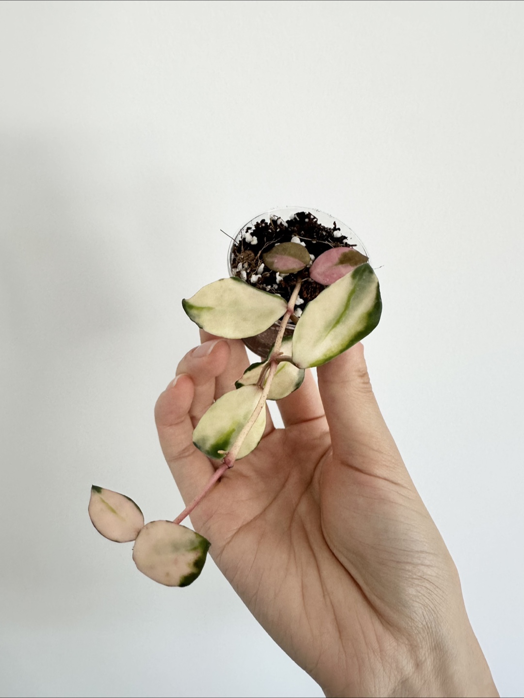 Hoya lacunosa Minara