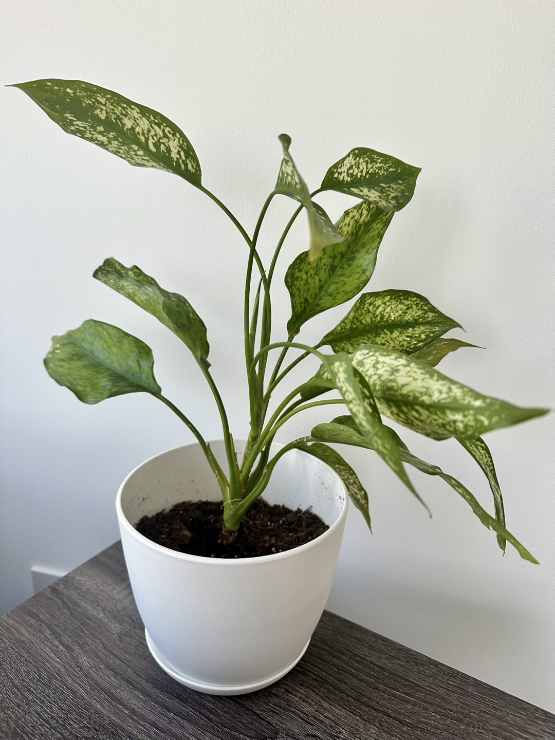 Aglaonema 'Silver Bay' Houseplant - photo 2
