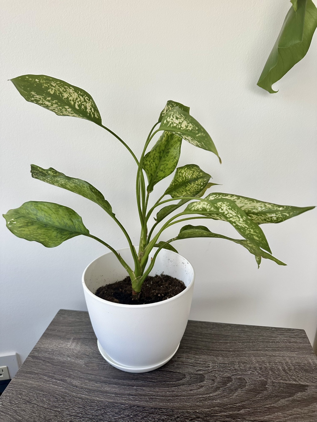 Aglaonema 'Silver Bay' Houseplant