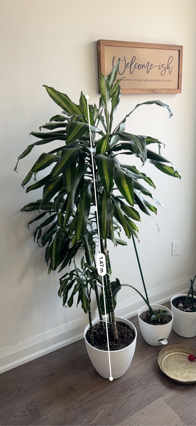 Large Dracaena Marginata Plant - 1.47m Tall - photo 4