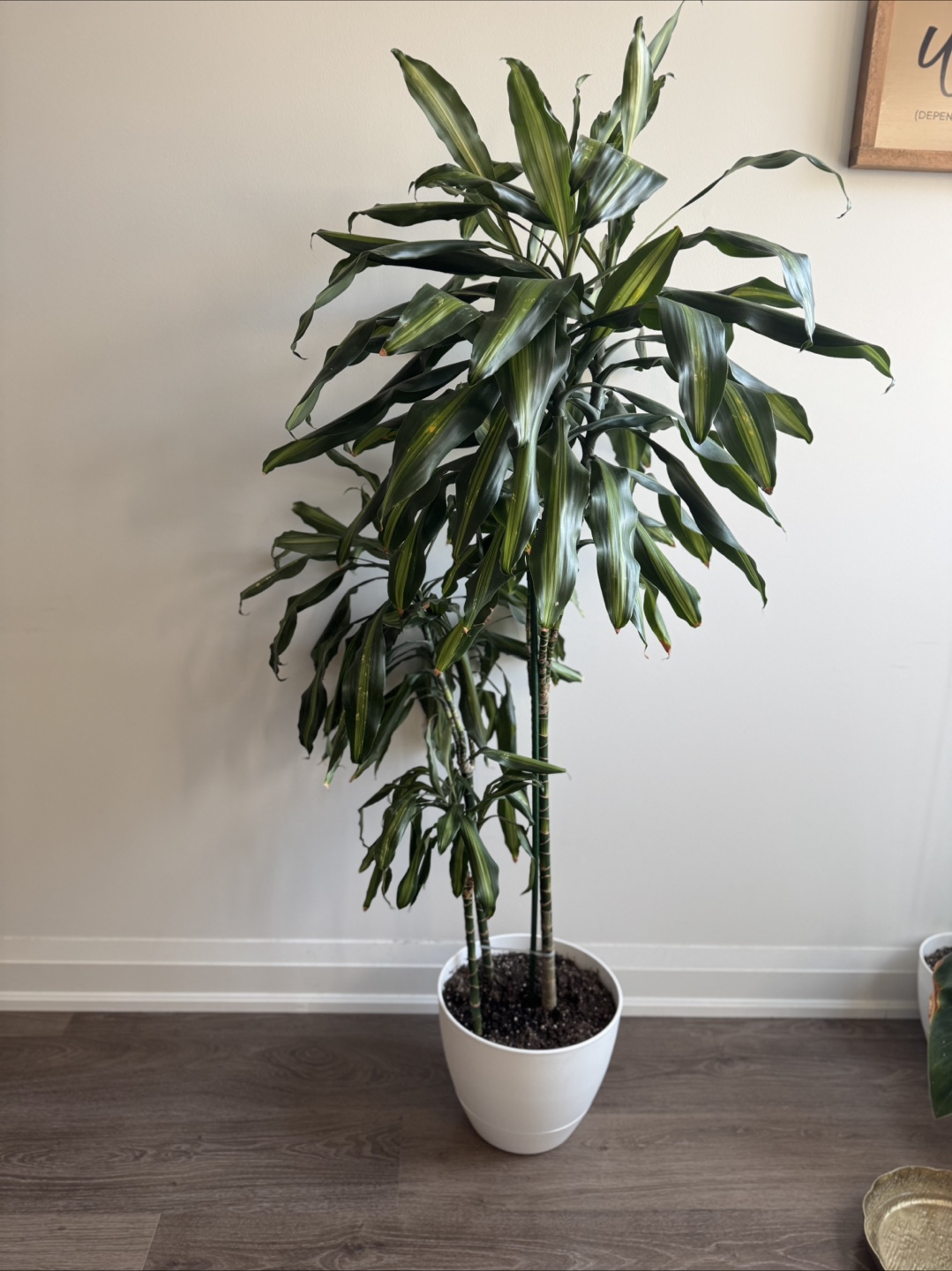 Large Dracaena Marginata Plant - 1.47m Tall