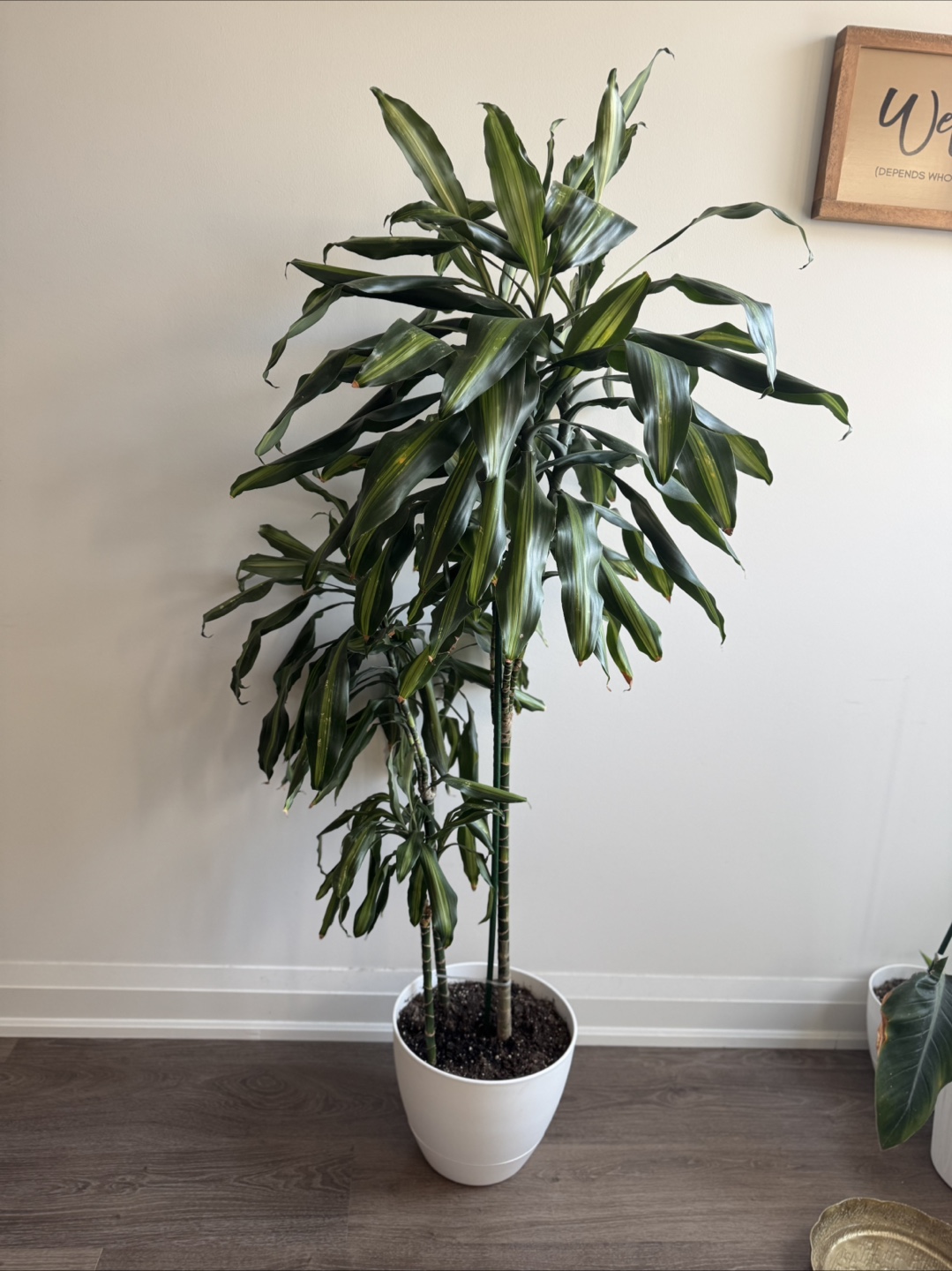Large Dracaena Marginata Plant - 1.47m Tall - photo 2