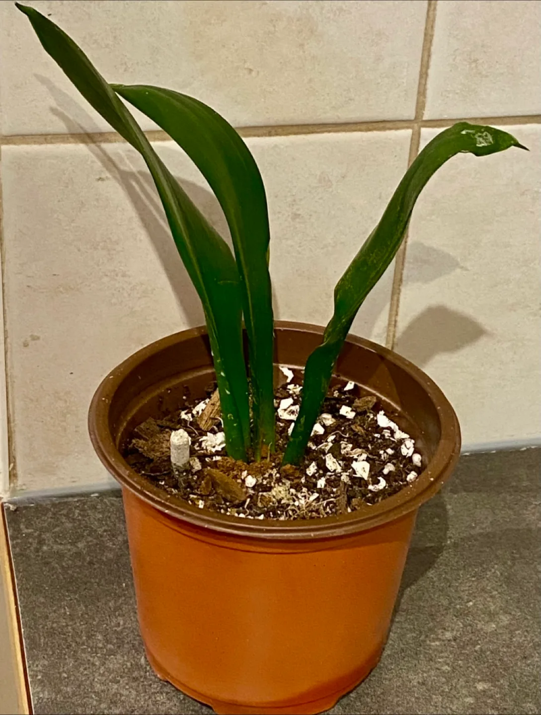 Sansevieria cylindrica 🪴 🧡 thumbnail