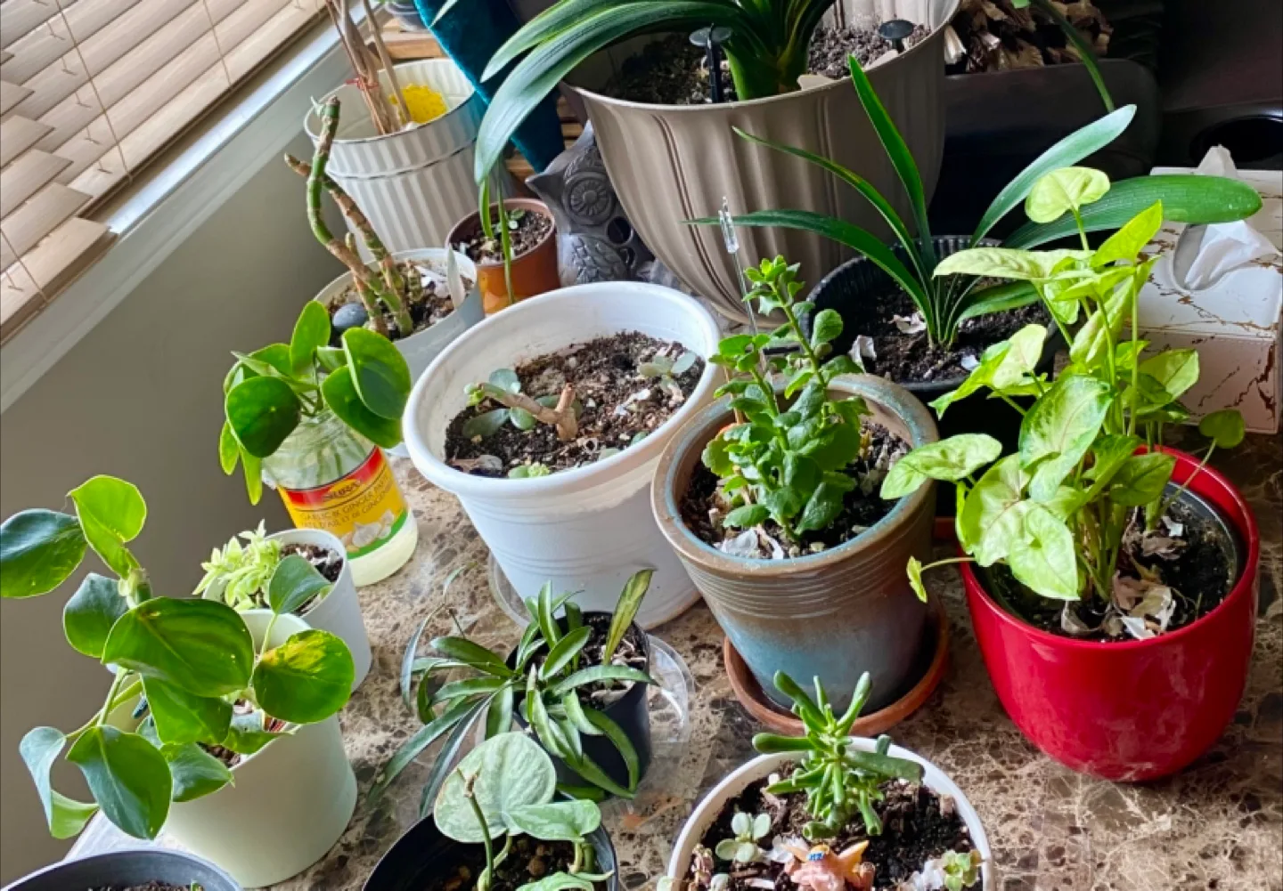 🧡 Houseplant Collection - Variety of Species thumbnail