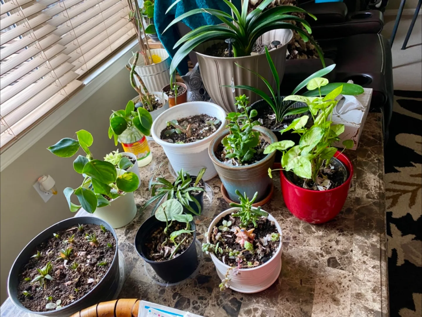🧡 Houseplant Collection - Variety of Species image indicator(2)