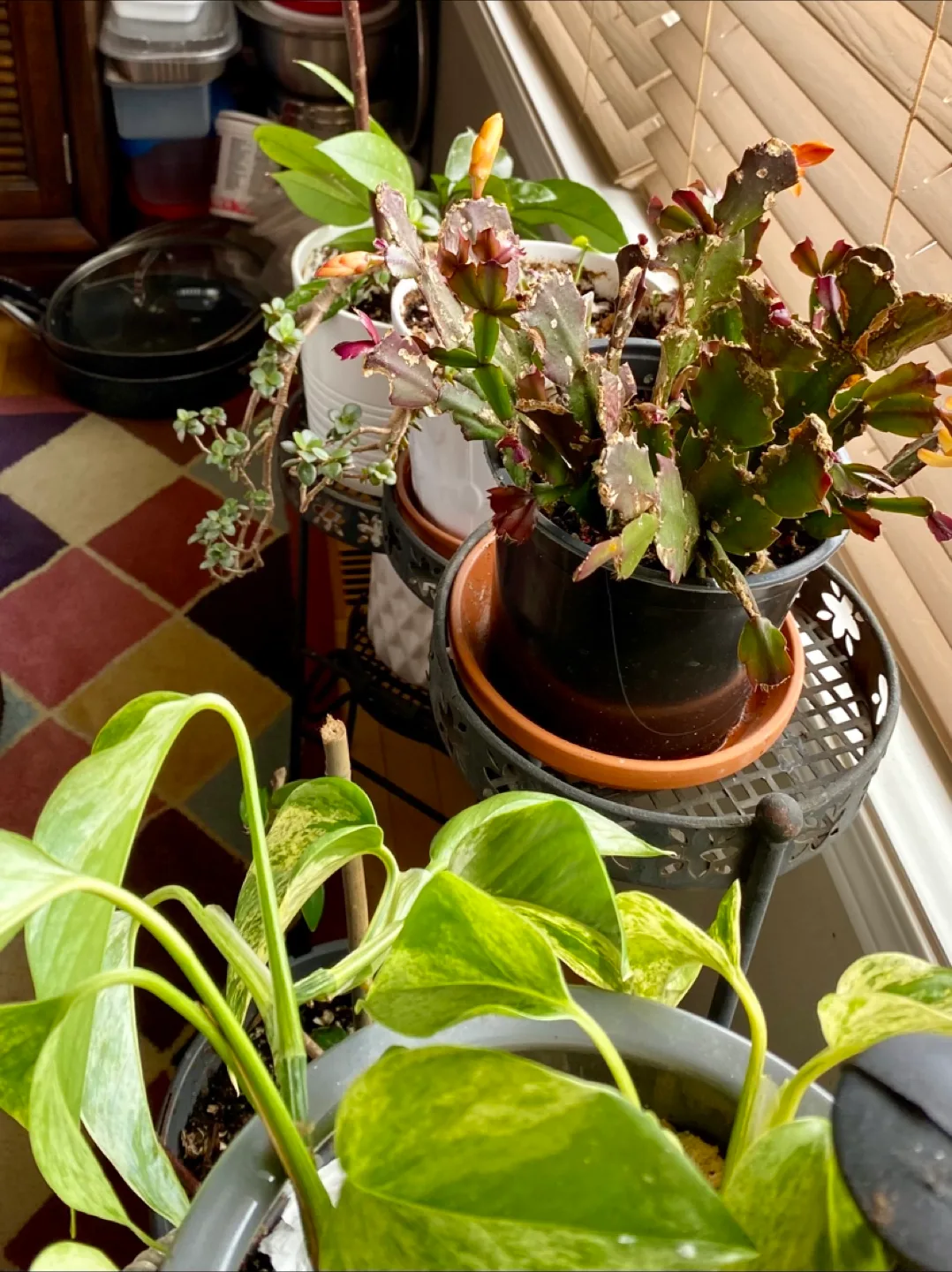 🧡 Houseplant Collection - Variety of Species image indicator(3)