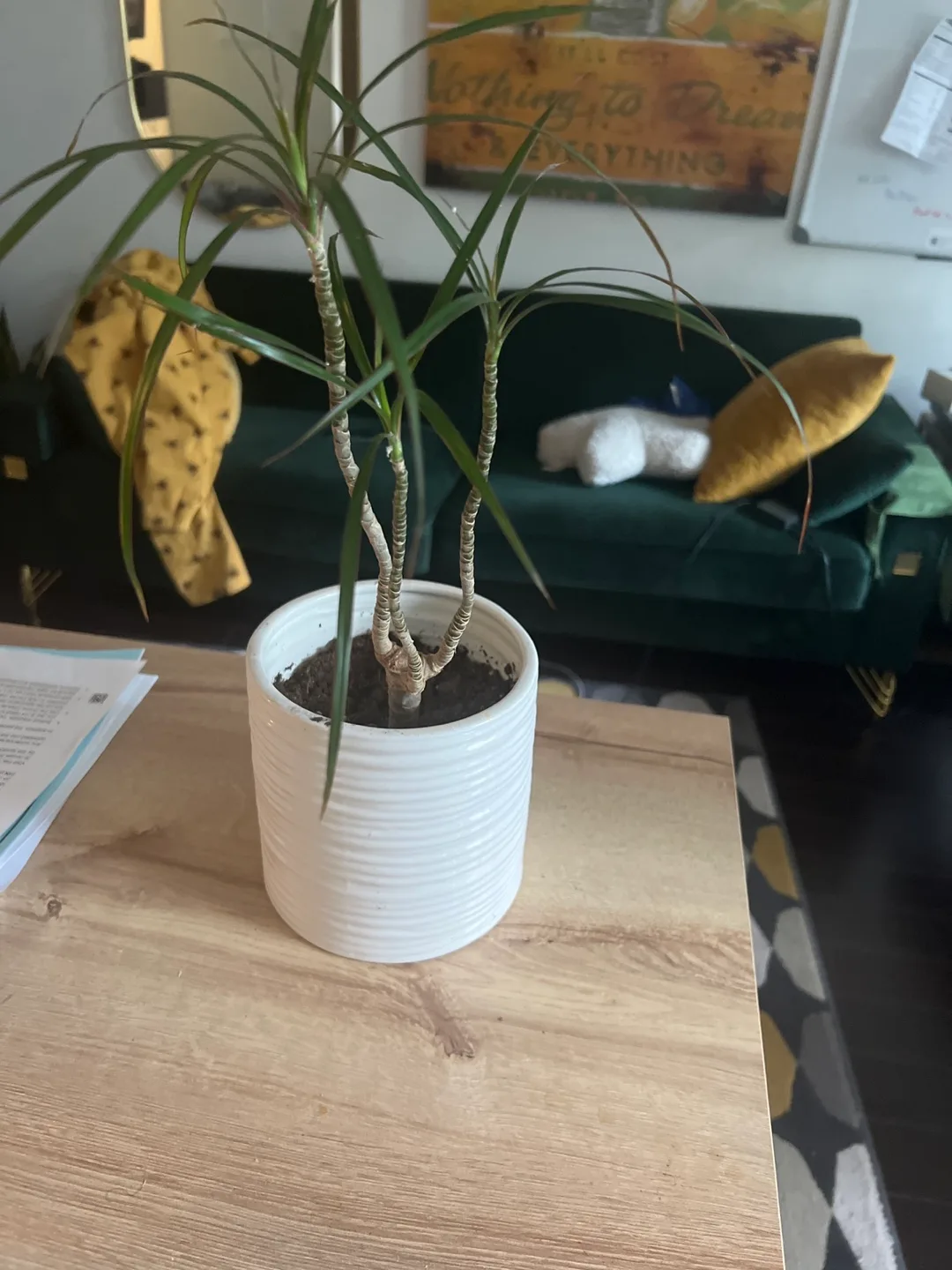 One potted houseplant image indicator(3)