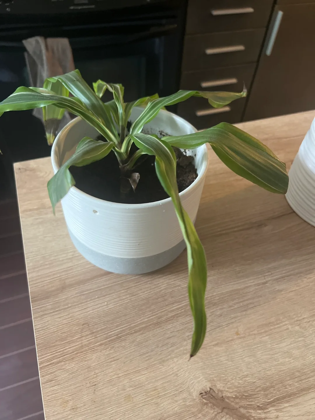 One potted houseplant image indicator(2)