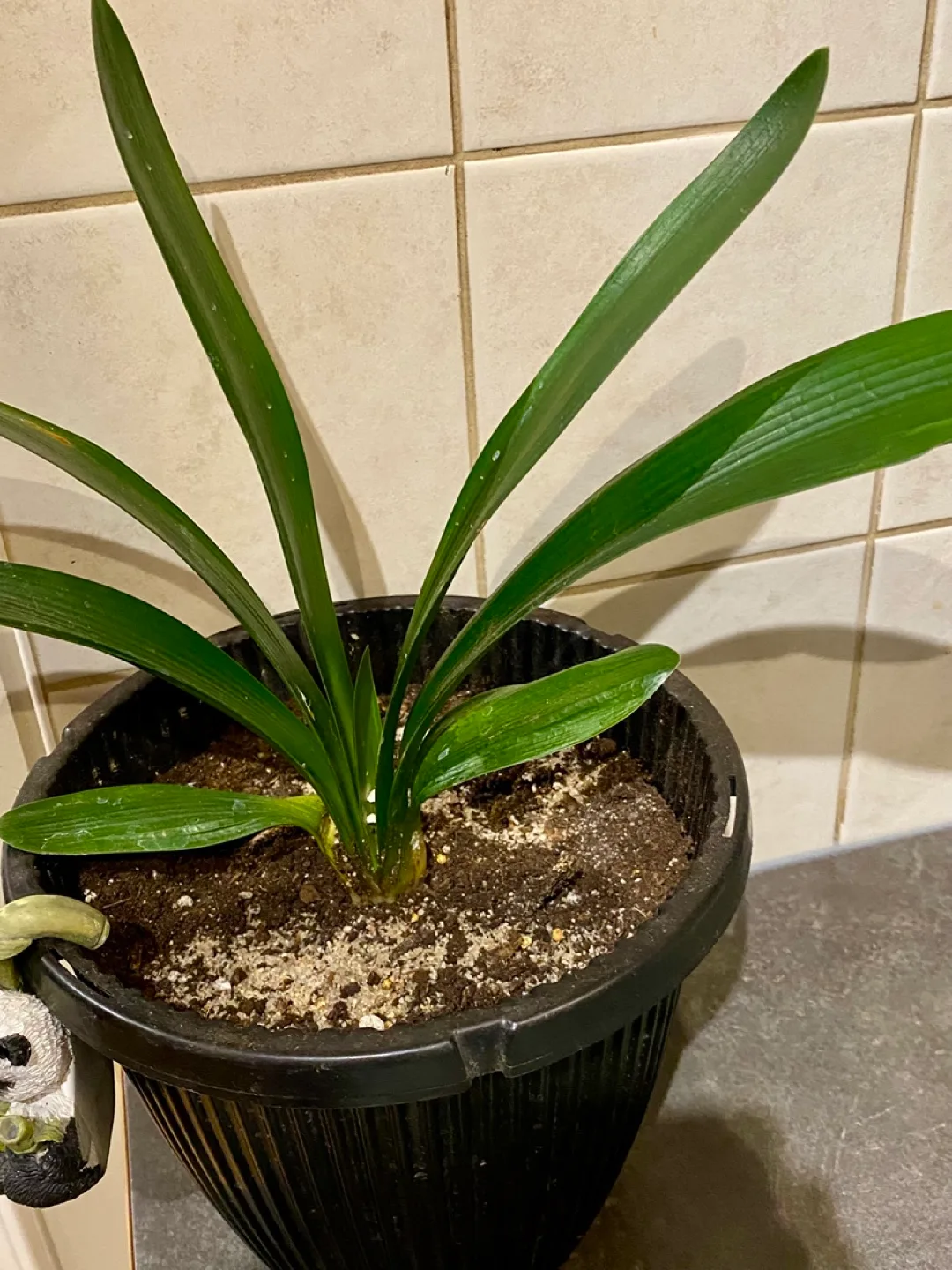 🧡 Clivia Miniata Houseplant image indicator(2)