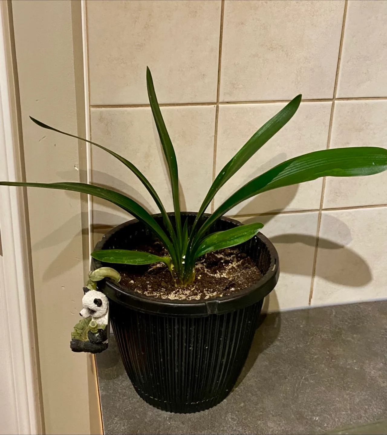 🧡 Clivia Miniata Houseplant thumbnail