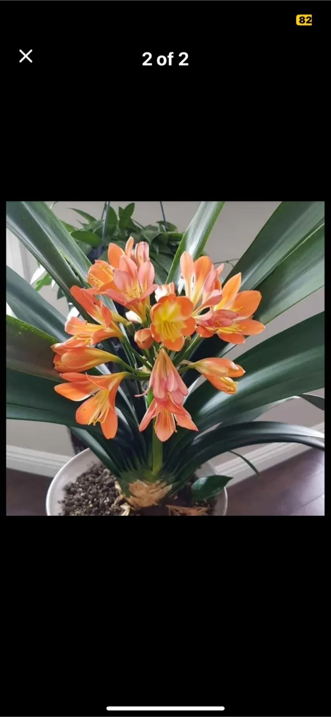 🧡 Clivia Miniata Houseplant image indicator(3)