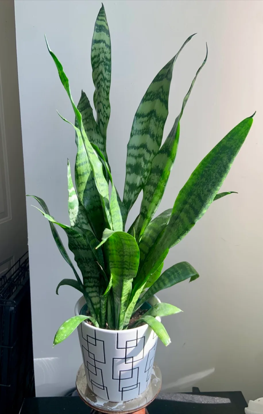 Snake Plant in Geometric Pot image indicator(3)