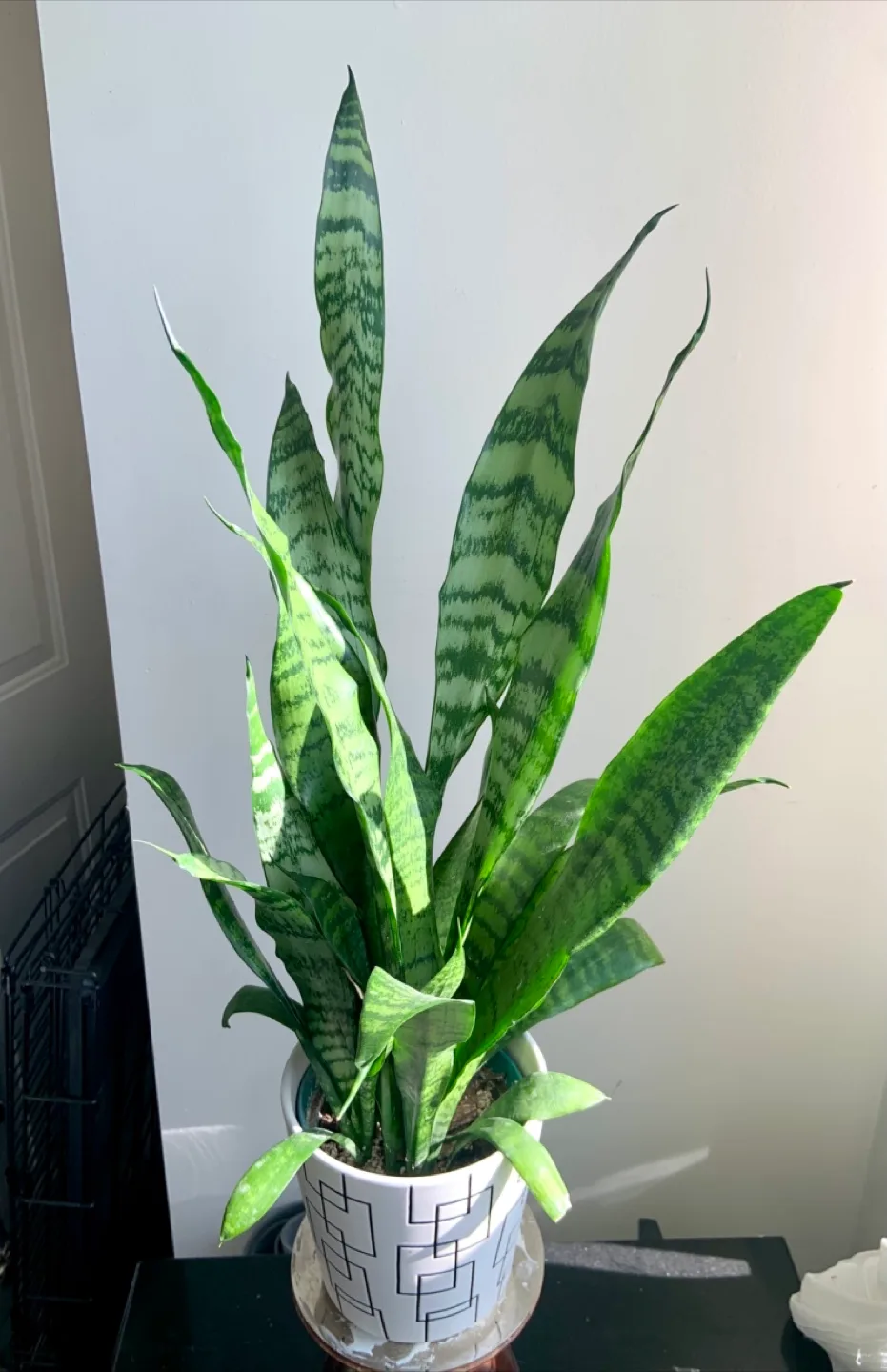 Snake Plant in Geometric Pot image indicator(4)