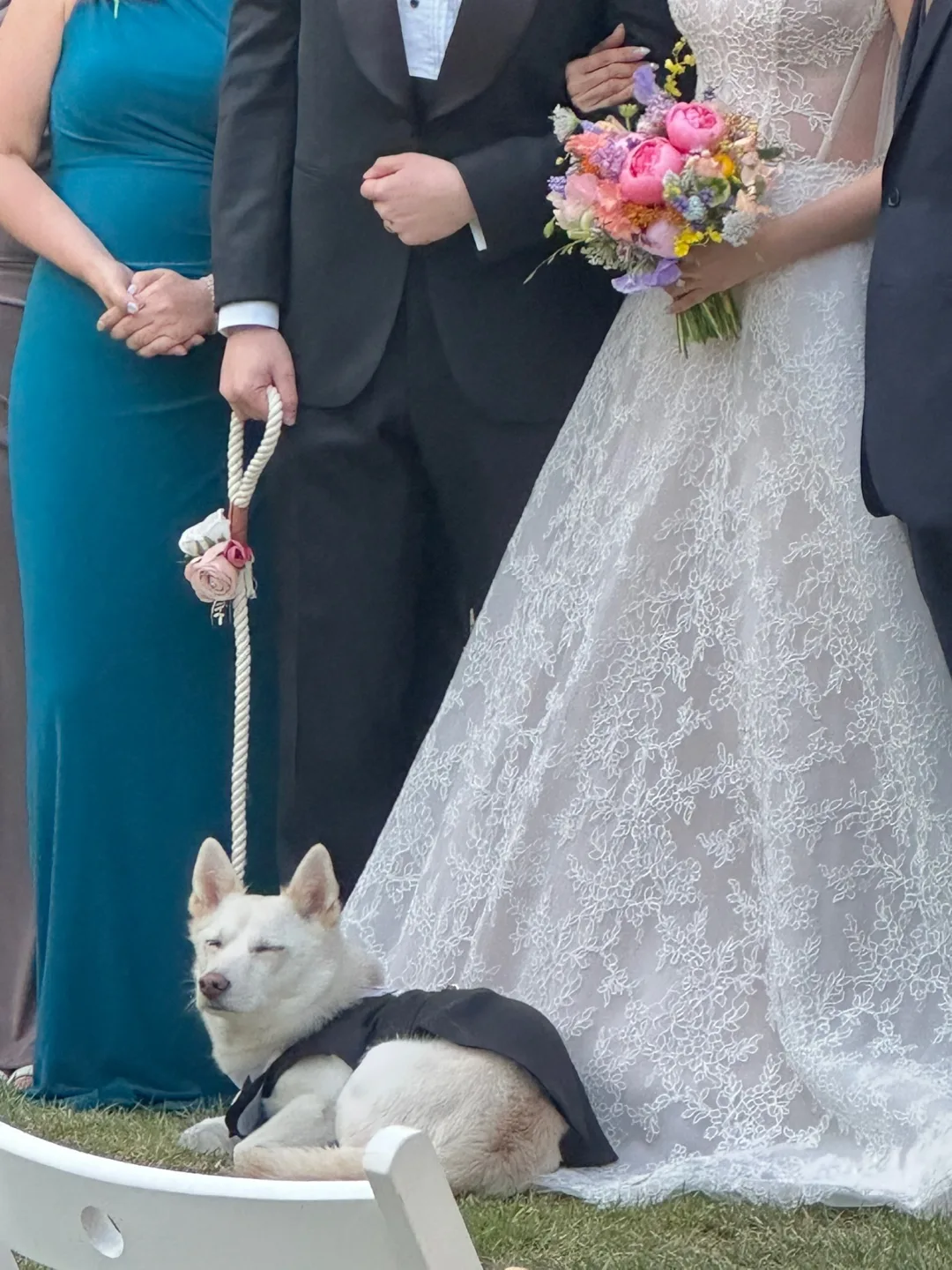 Adorable Dog Tuxedo Outfit - Wedding Ready! image indicator(7)