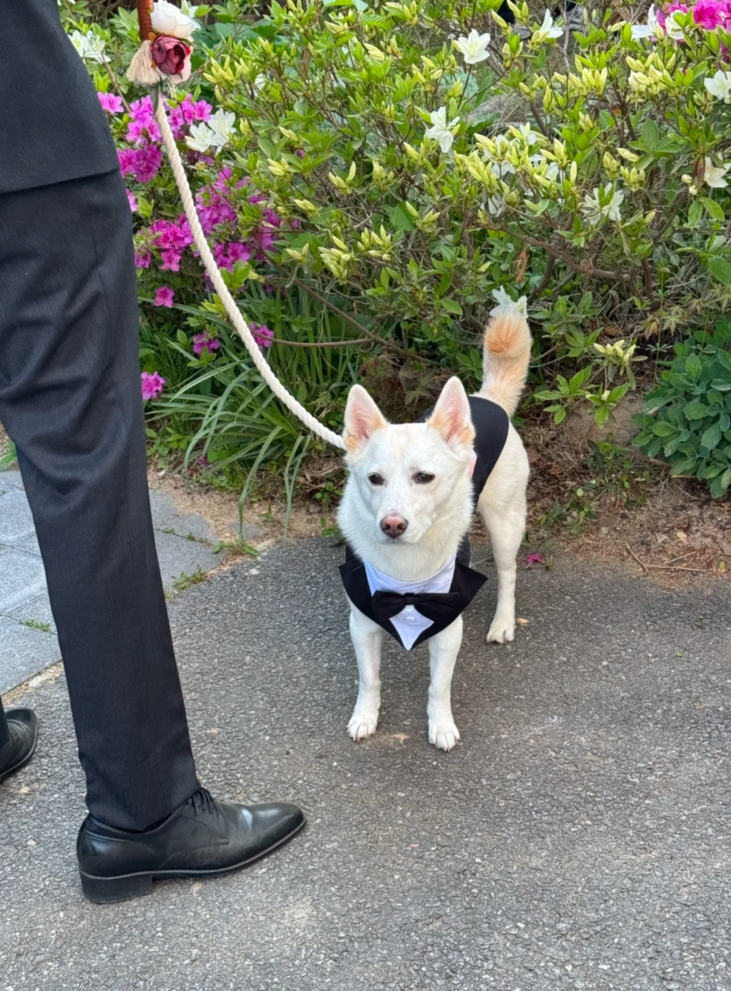 Adorable Dog Tuxedo Outfit - Wedding Ready! image indicator(2)