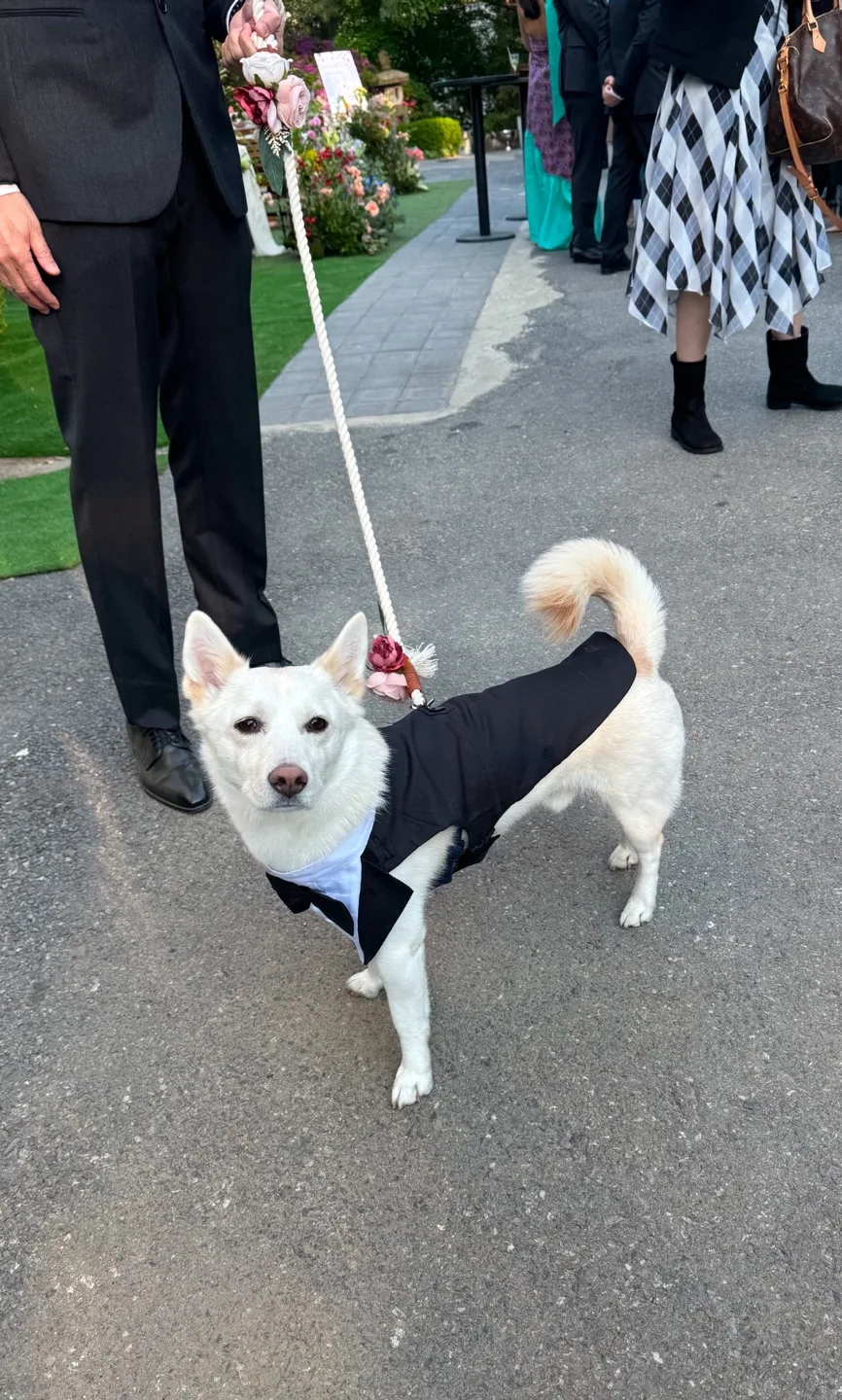 Adorable Dog Tuxedo Outfit - Wedding Ready! image indicator(3)